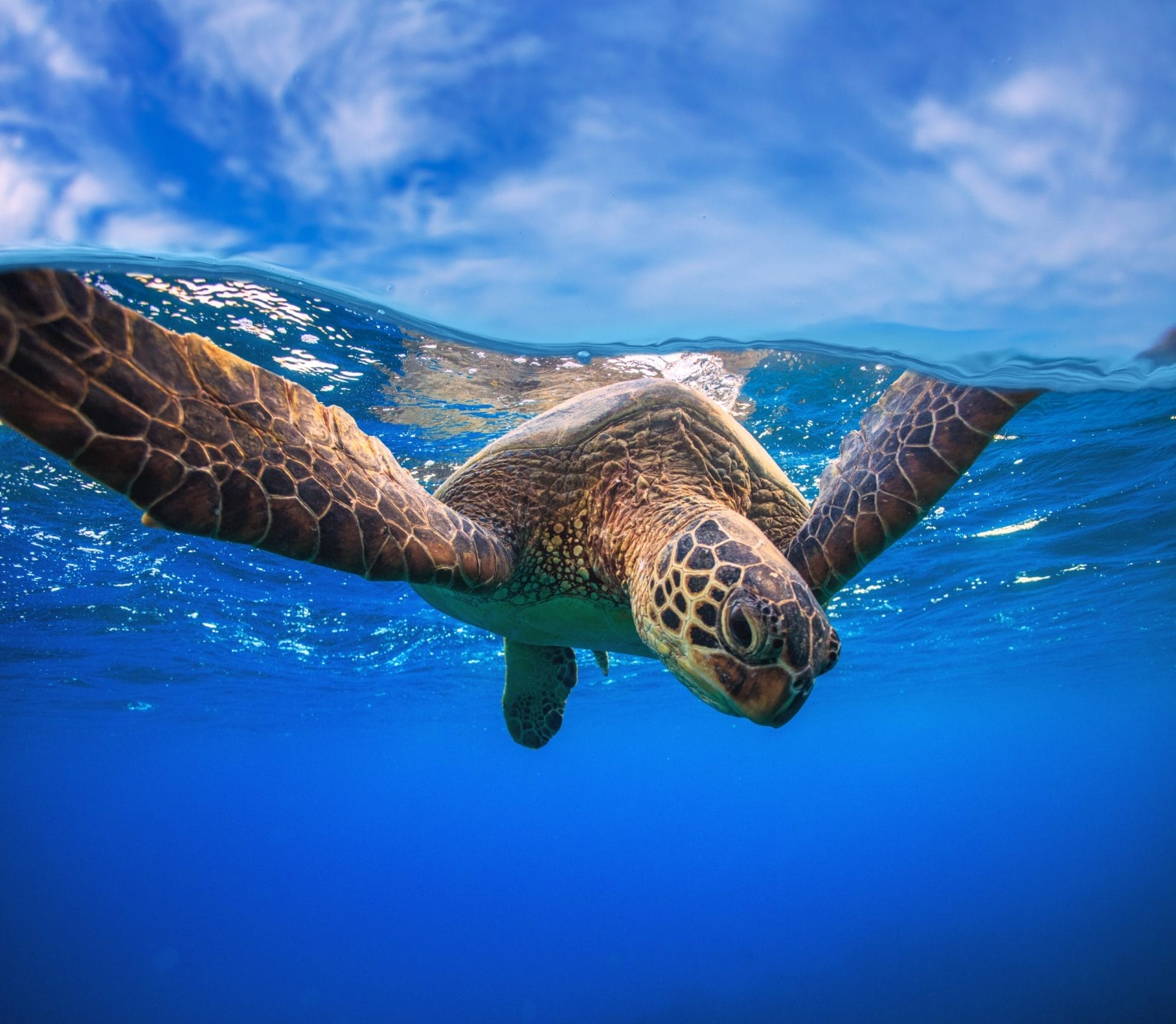 Termini e condizioni di utilizzo del sito sostieni.wwf.it