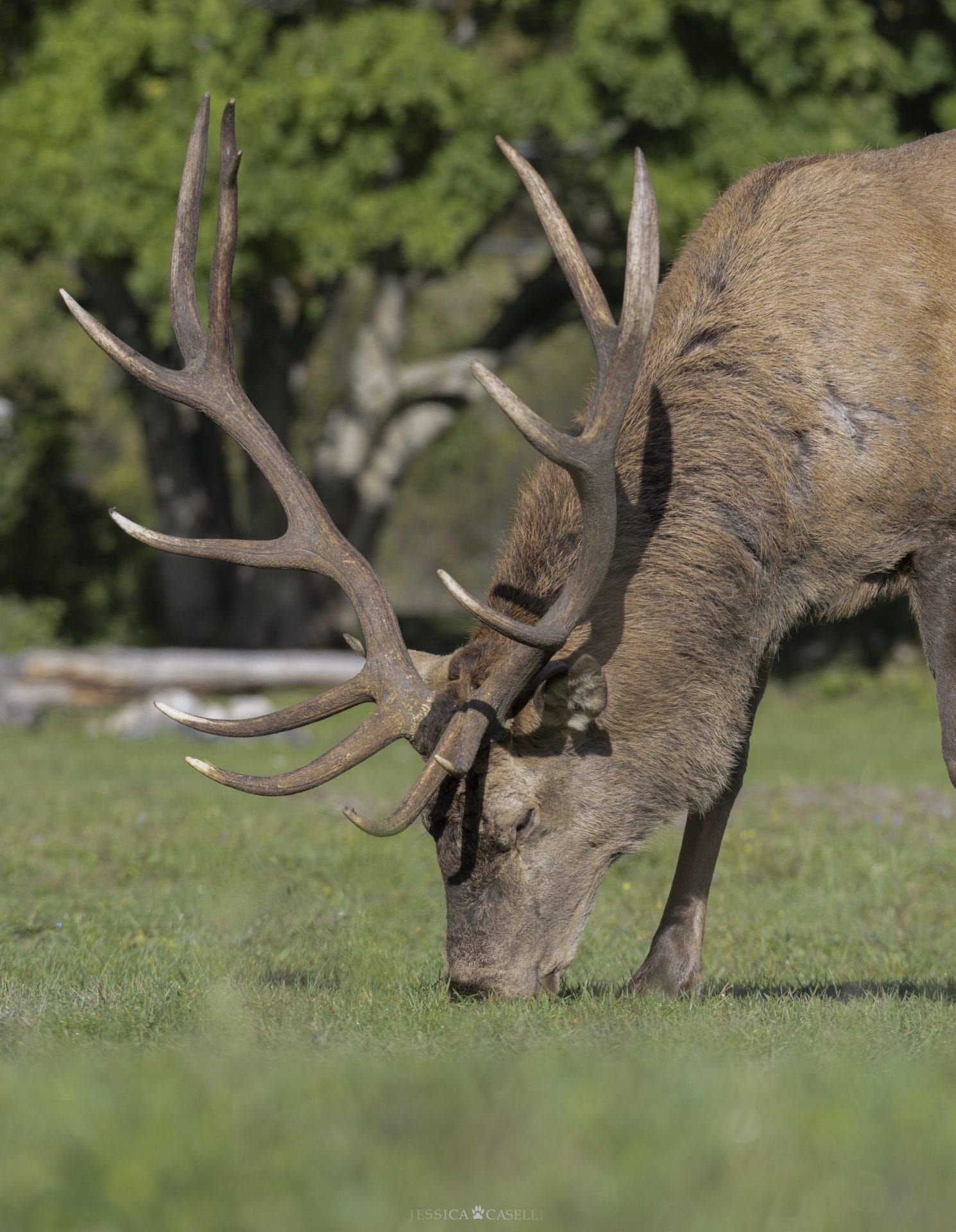 Ricevere aggiornamenti Regolari sui Progetti