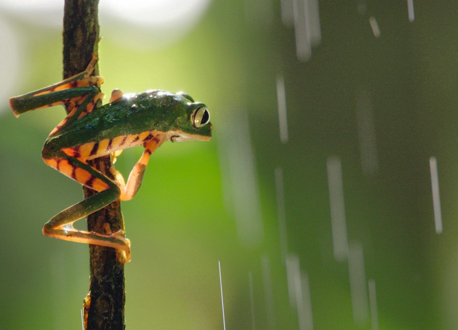 Da sempre, in prima linea per la difesa della Natura