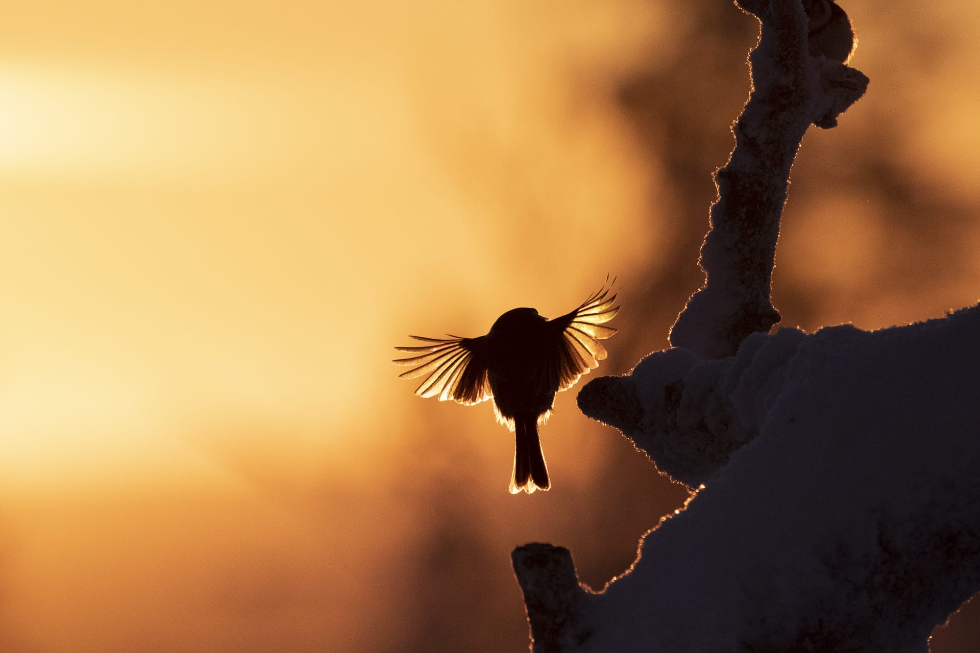 Come fare una donazione in memoria con il WWF?