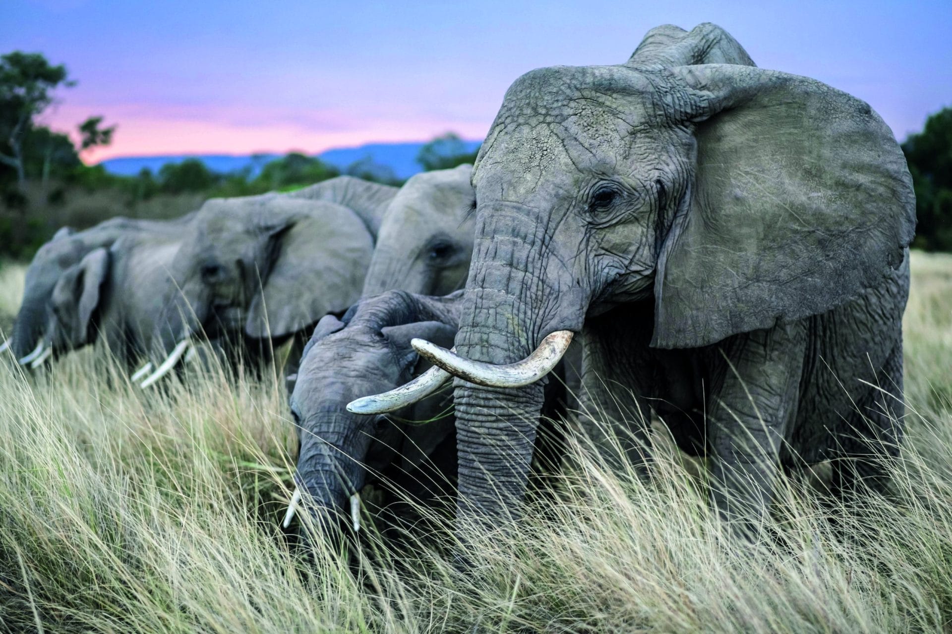 Elefante di foresta