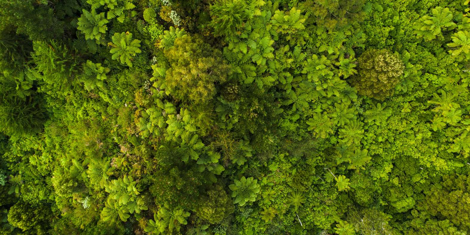 Progetti di riforestazione