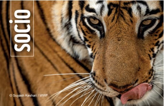 Accedere all’area Riservata