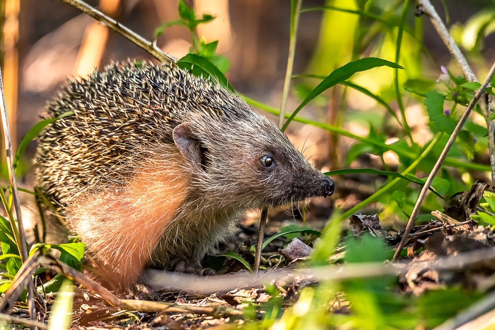 Visitare Gratuitamente le Oasi WWF