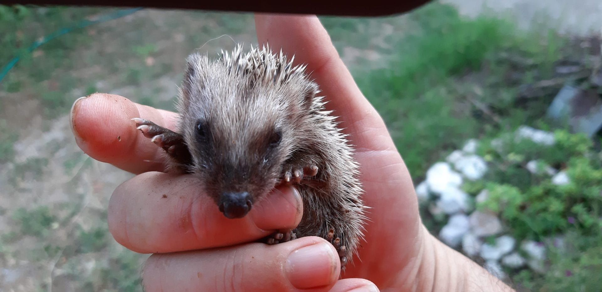 Con 240€ forniamo cure di primo soccorso ai cuccioli feriti