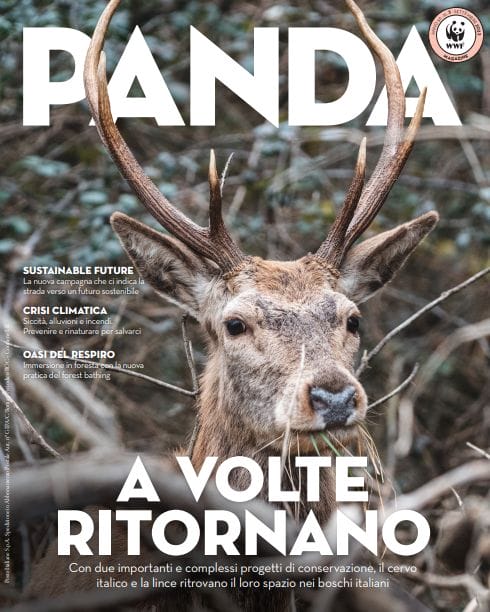 Leggere Panda Magazine