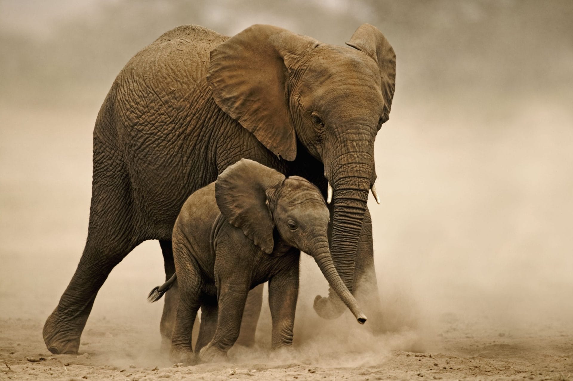 Adotta<br/> un elefante