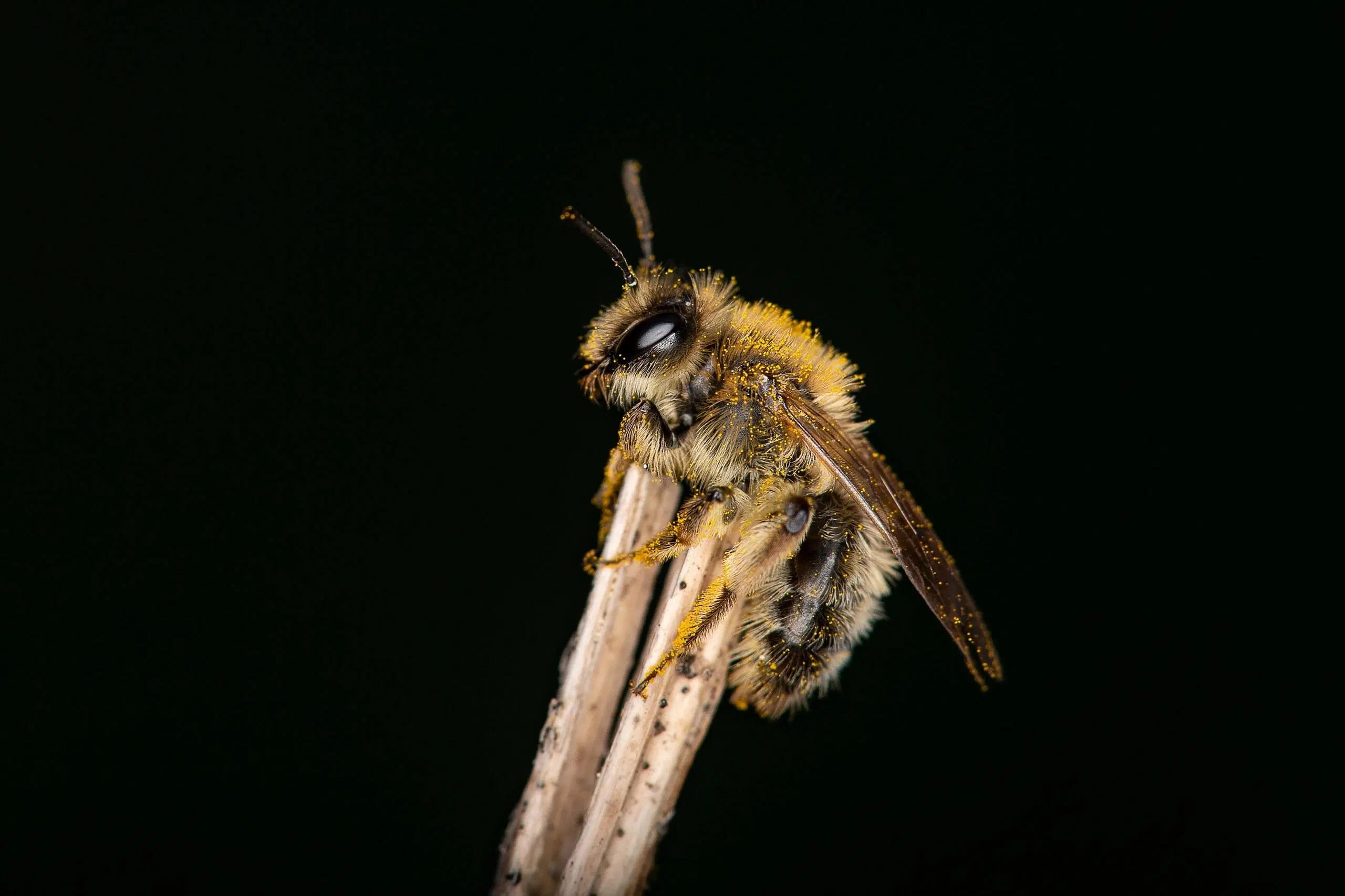 Salviamo le api e gli altri impollinatori