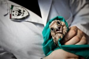 Kit Visita Veterinaria