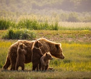 Orso Bruno