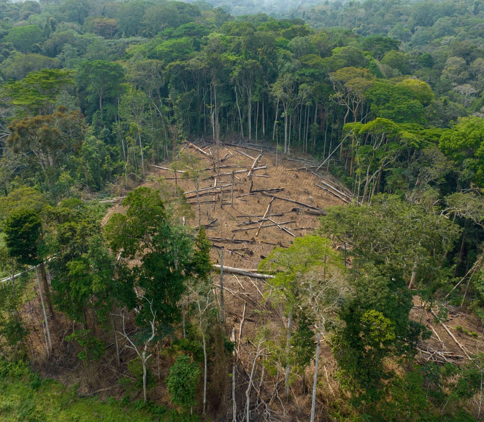 Perdita di habitat