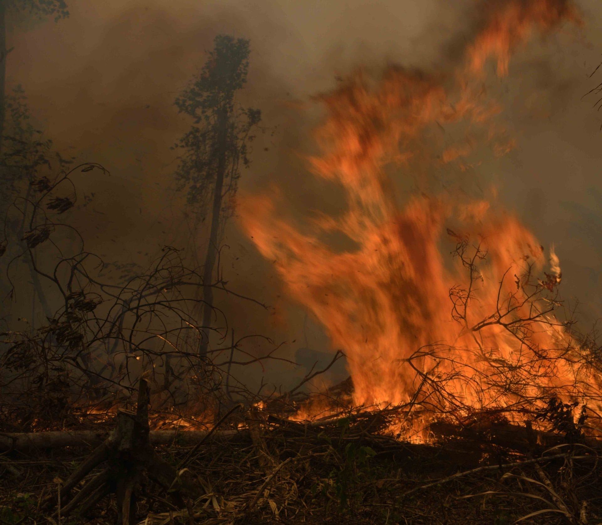 Disboscamento e incendi