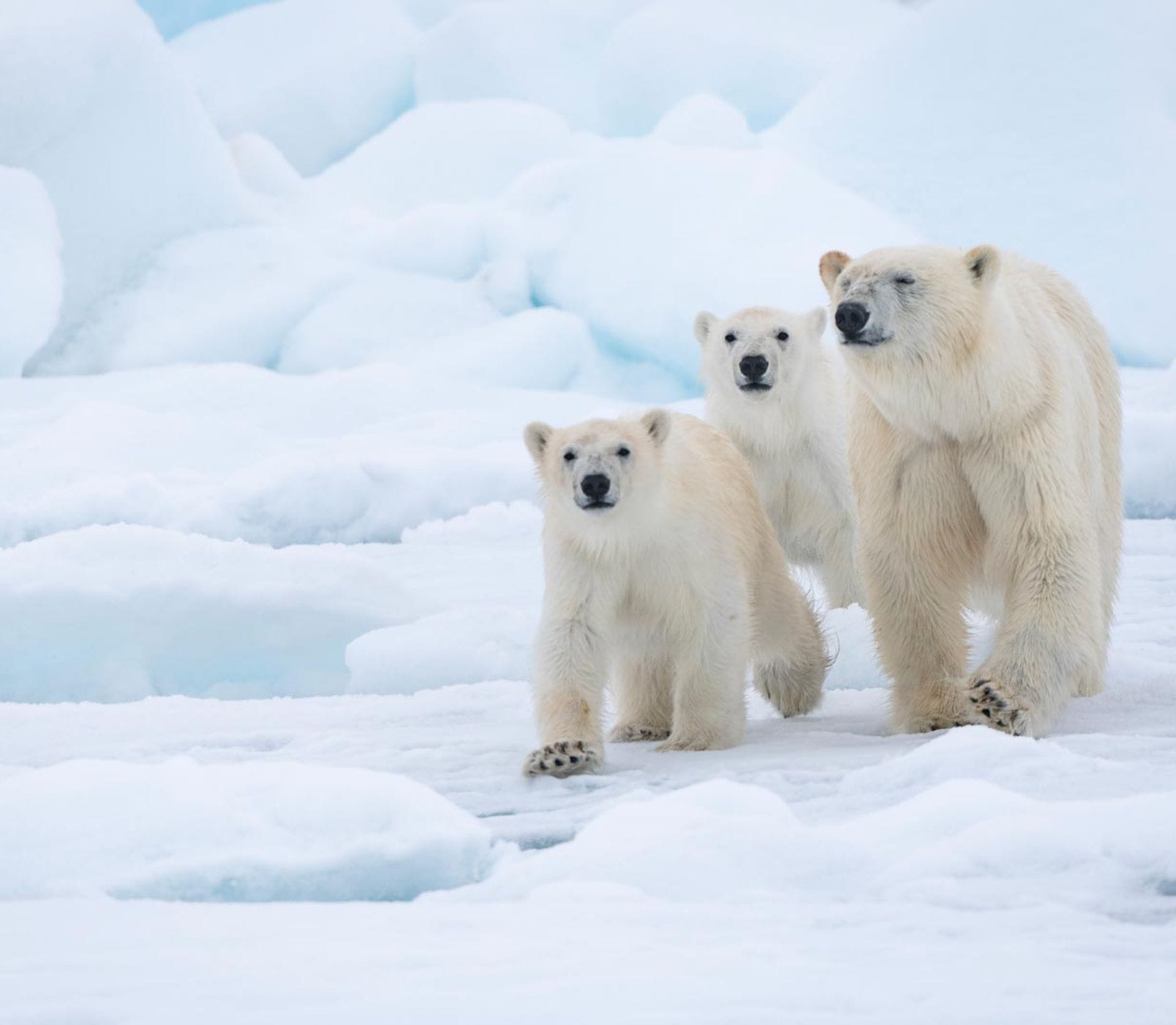 Orso polare<br>quale destino?