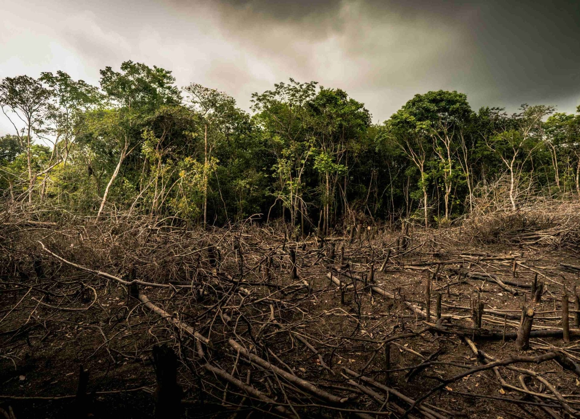 Distruzione dell'habitat