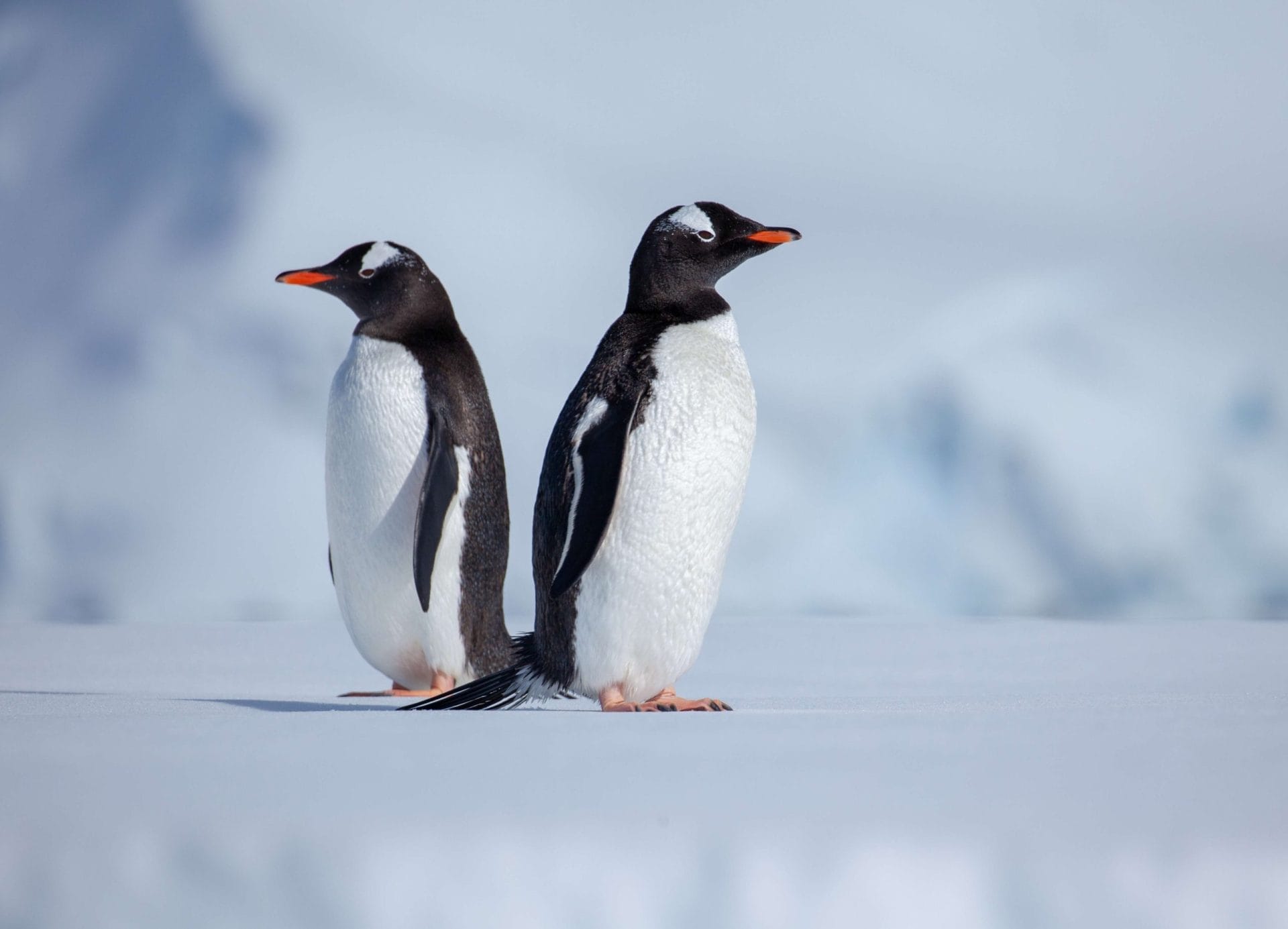Adotta <br />un pinguino