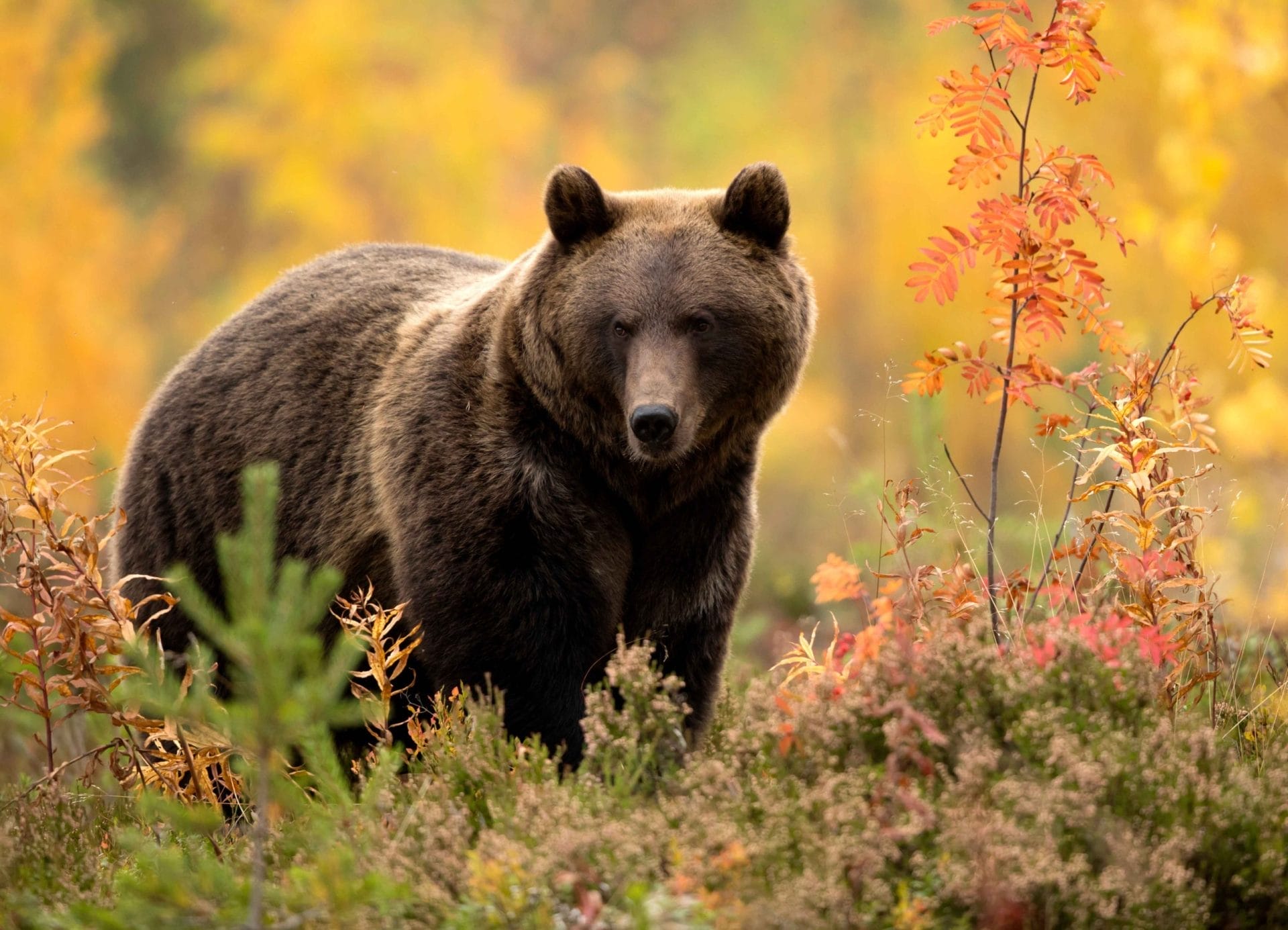 Un simbolo del nostro territorio rischia di scomparire