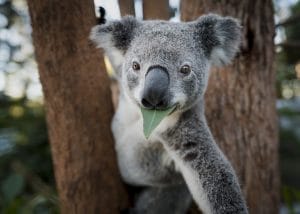 Koala