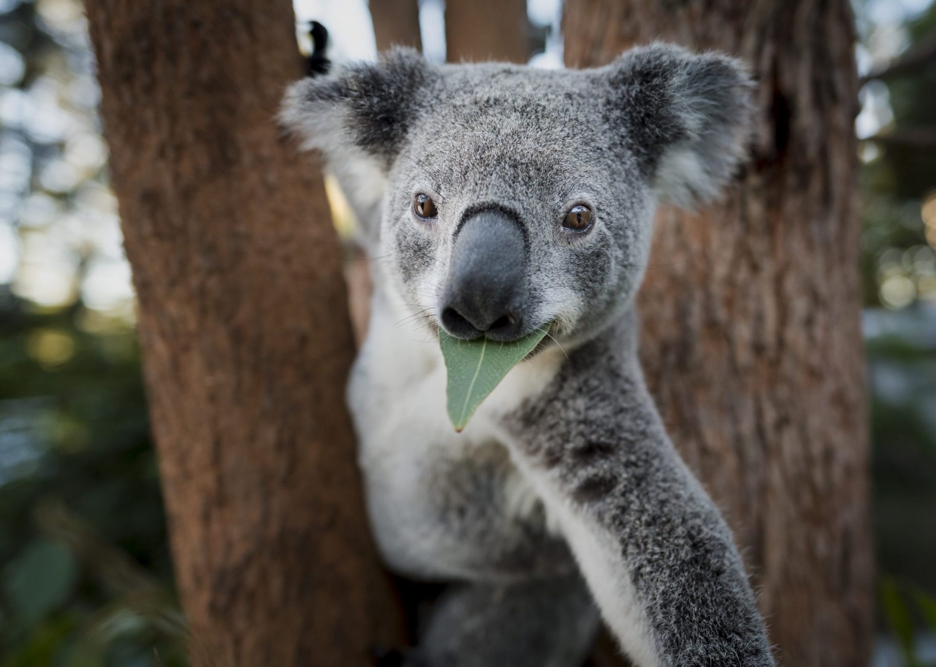 Australia: passi avanti nel ripristino ambientale