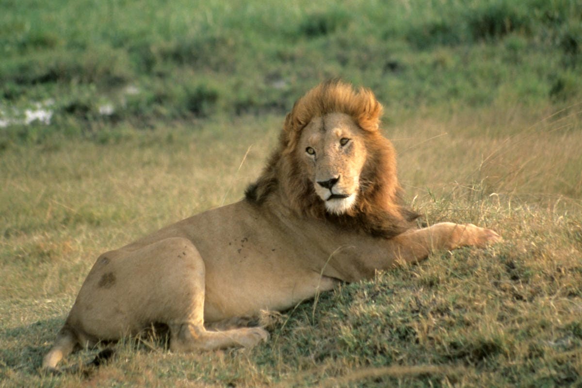 Cosa faremo grazie alla tua adozione