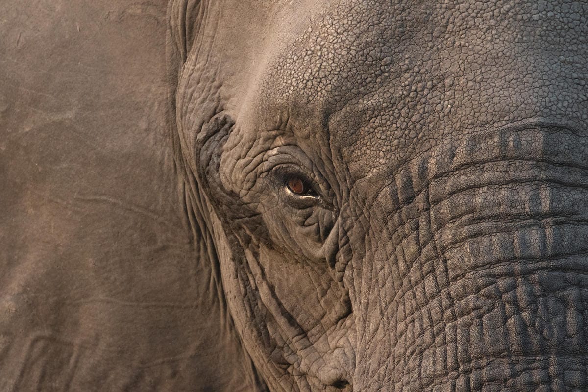 Conflitto con l’uomo