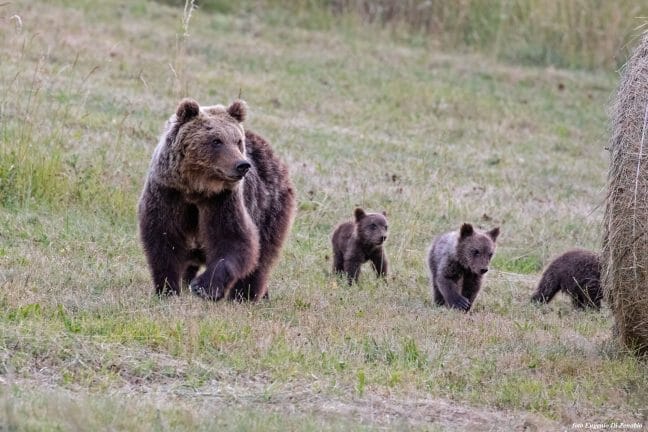 Donazione Orso Bruno Marsicano