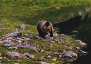 Recinzione Salva-Orso