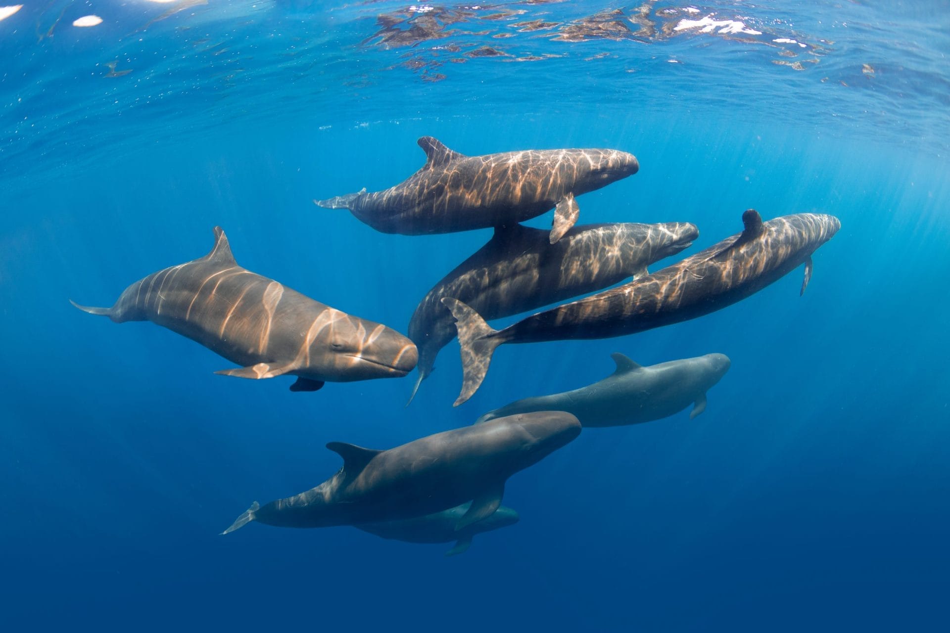 Protezione di mari e oceani