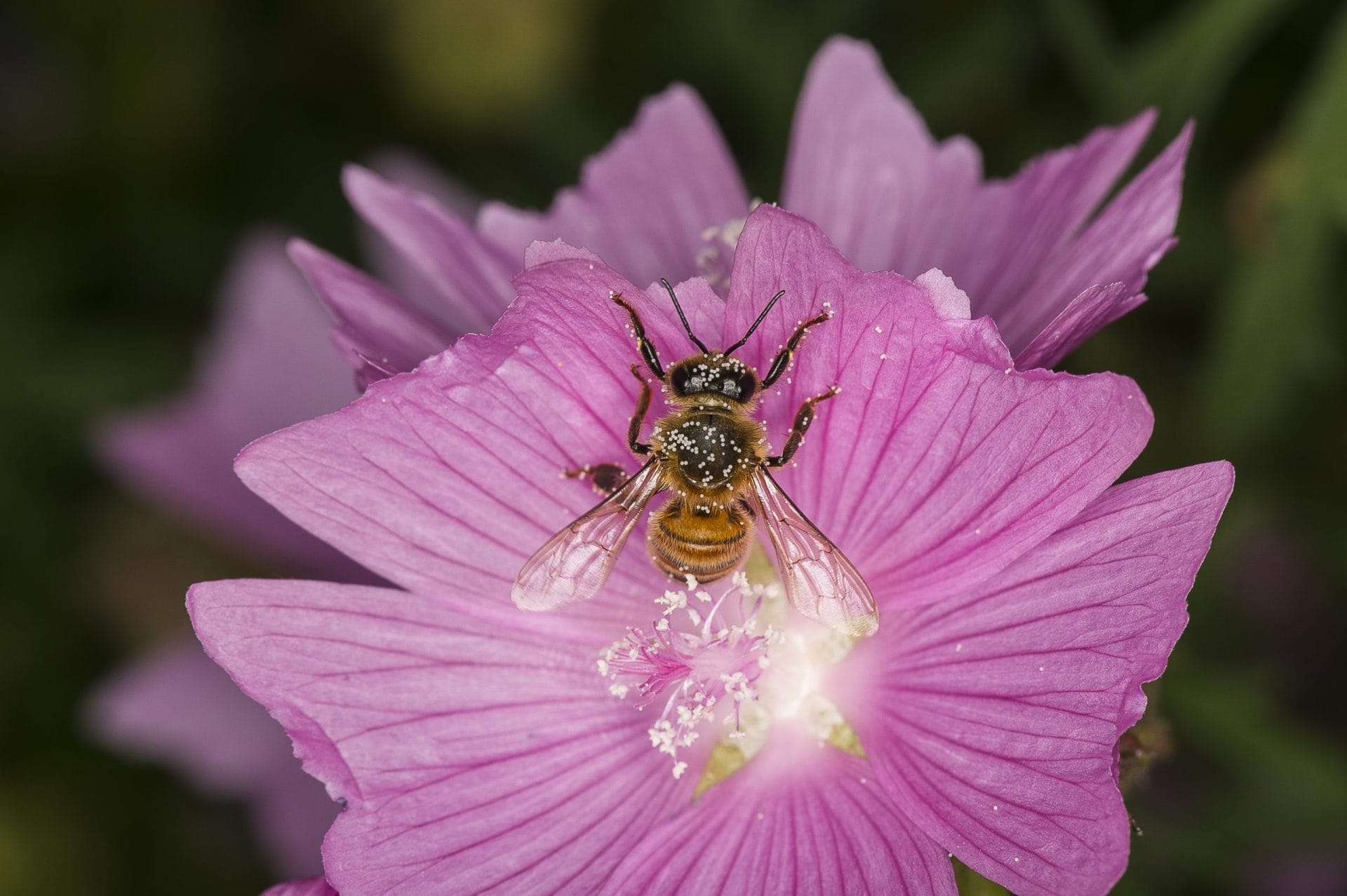 Con 12€ al mese doni fiori alle api