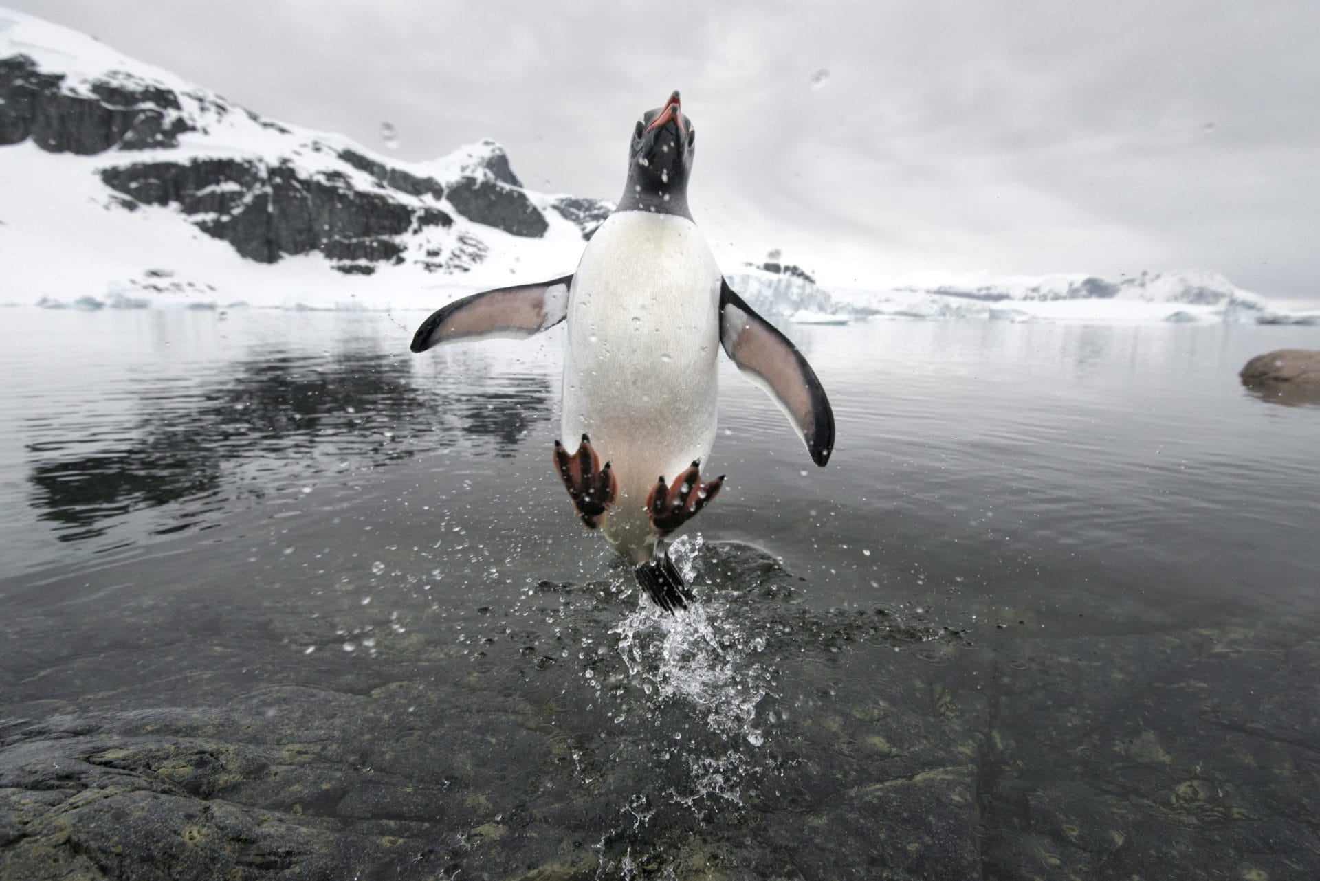 Regala l’adozione di un Pinguino