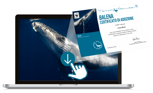 Welcome Kit Digitale