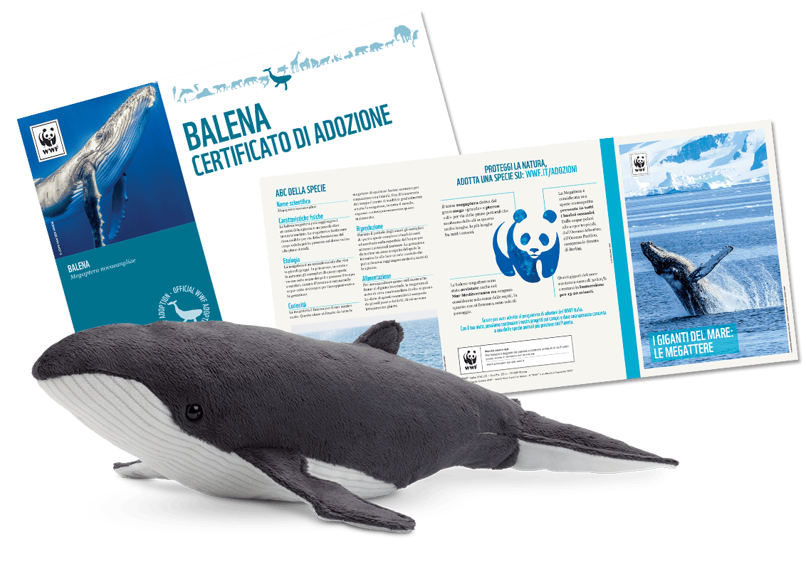 Welcome Kit con Peluche