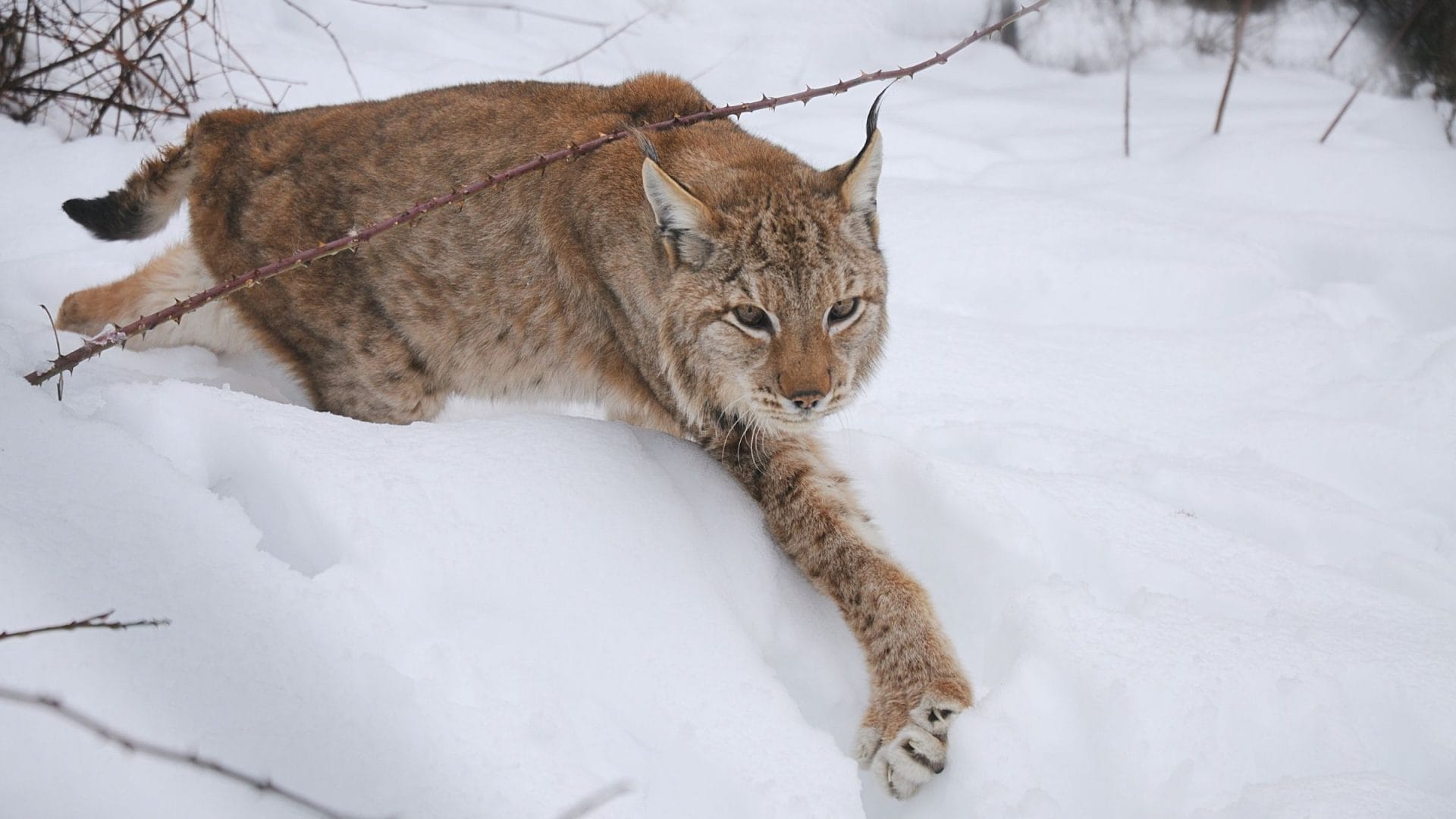 Il felino più raro d'Italia