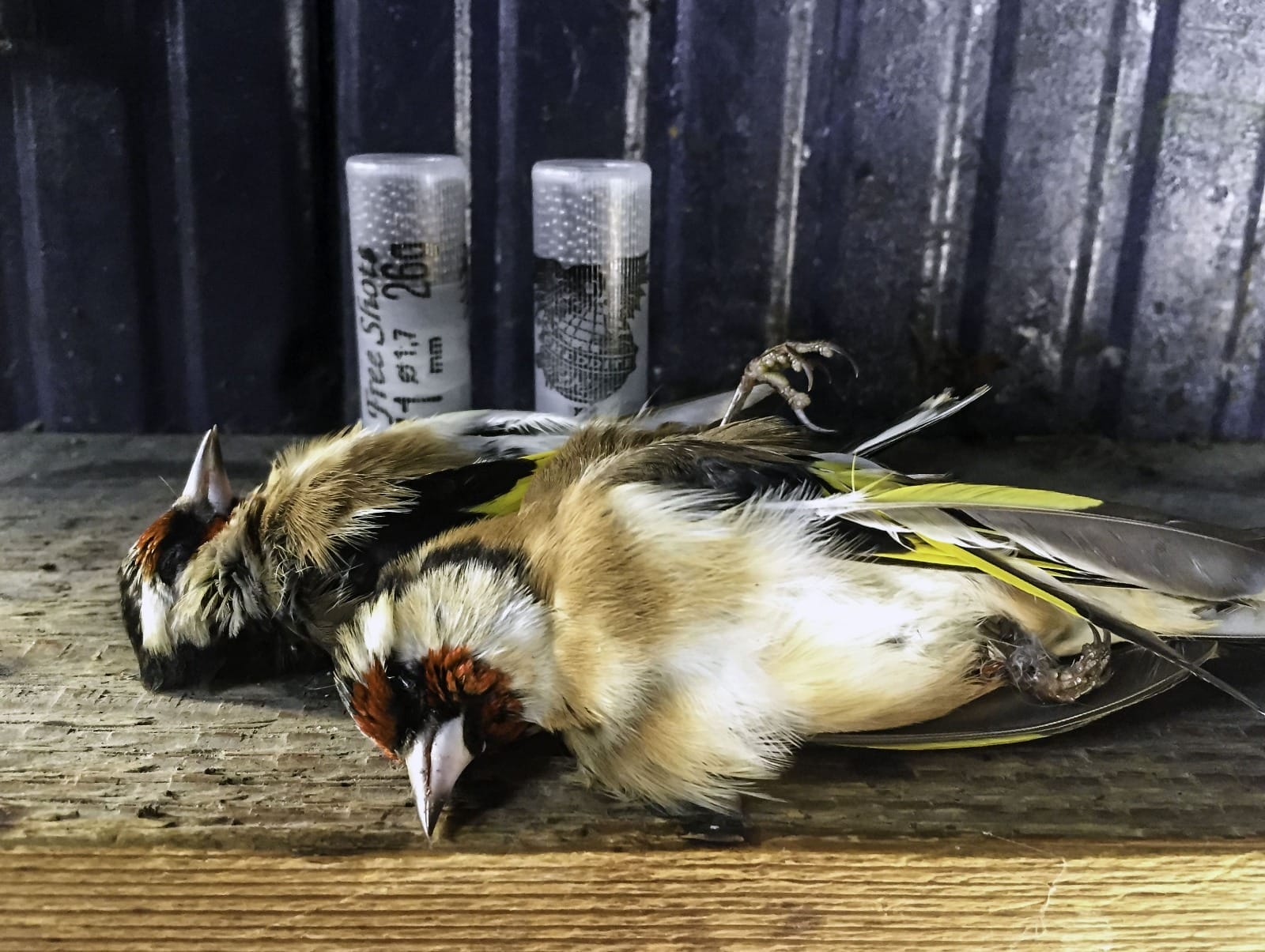 Una triste realtà che interessa anche l’Italia