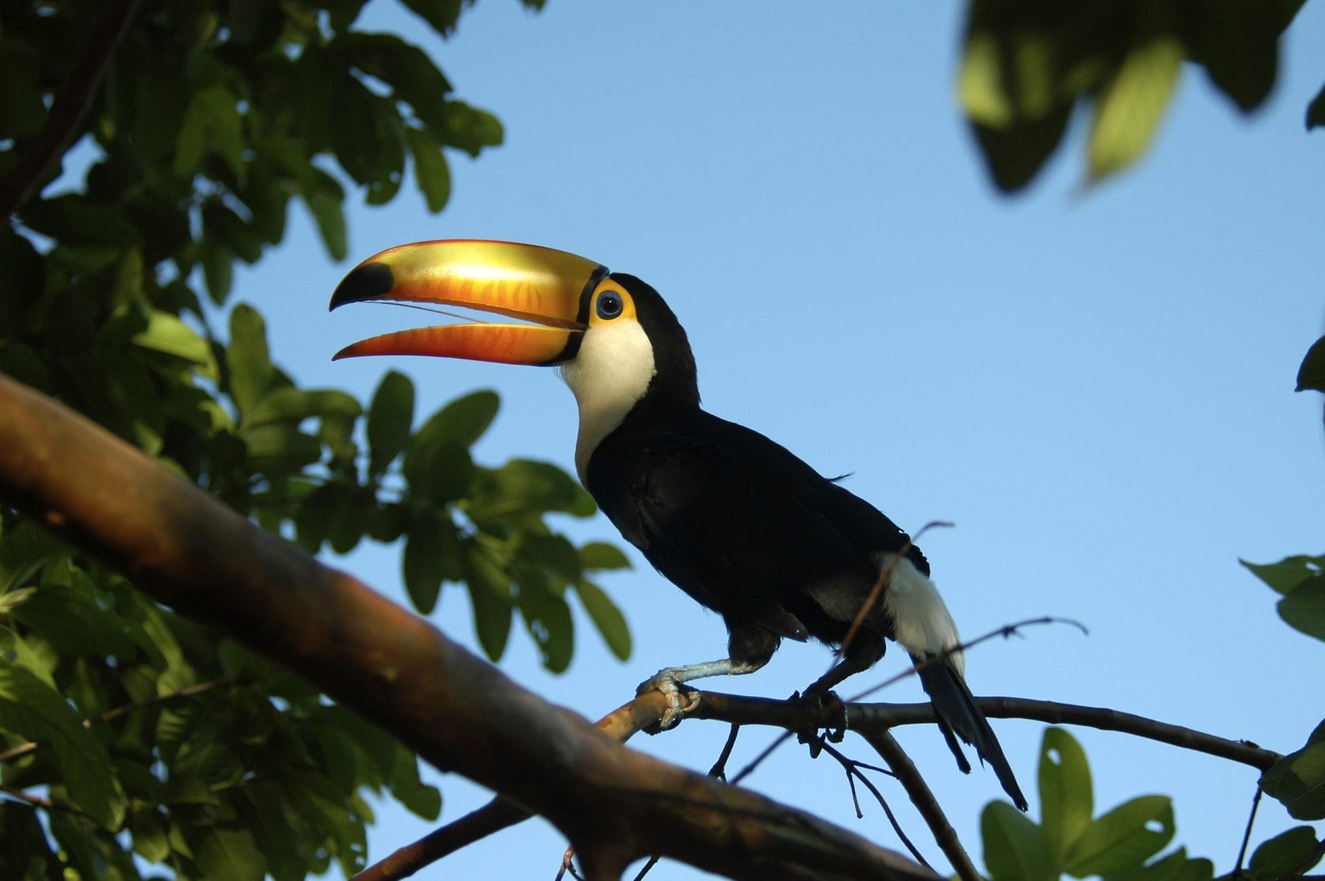 Non sai quale progetto sostenere? Sostieni WWF Italia!