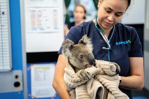 Con 25€ formiamo i veterinari