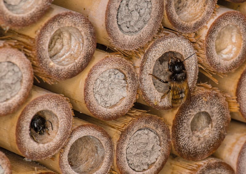 Con 15&euro; al mese doni Bee Hotel