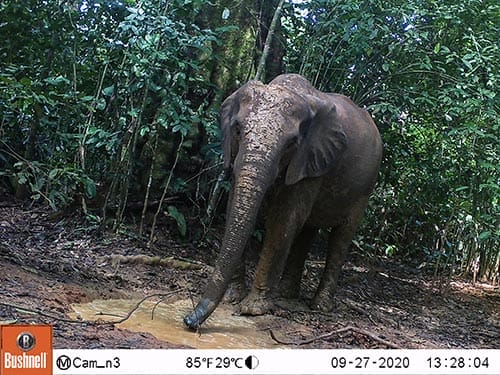 Con 110€ acquisteremo nuove foto-trappole