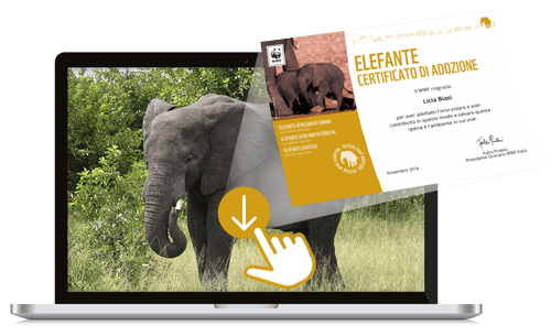 Welcome Kit Digitale