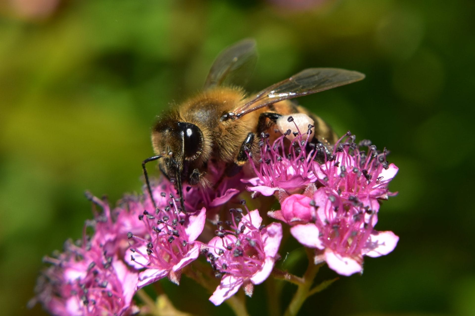 Come funziona il regalo solidale WWF