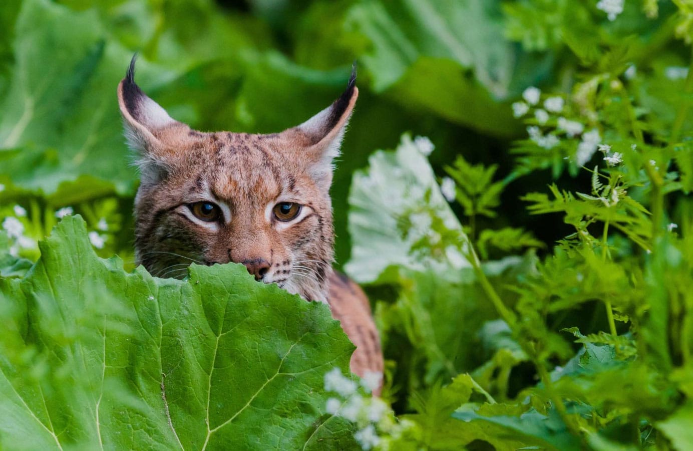 Il ritorno della lince