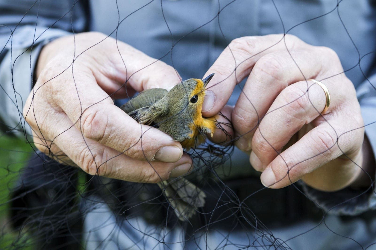 STOP ai crimini di Natura