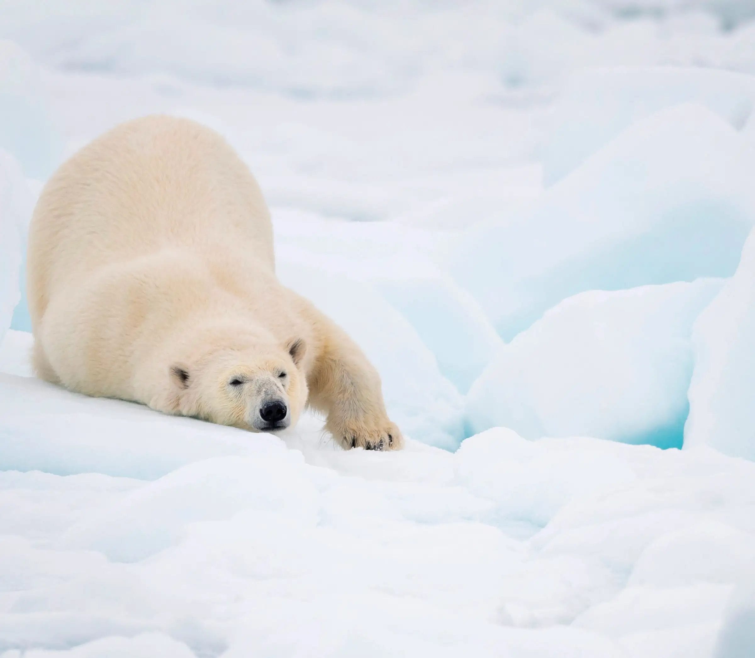 Adotta<br /> un orso polare