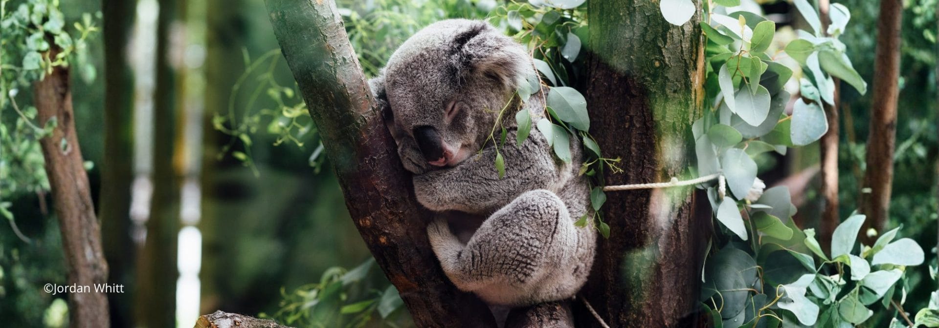 Adotta<br /> un koala