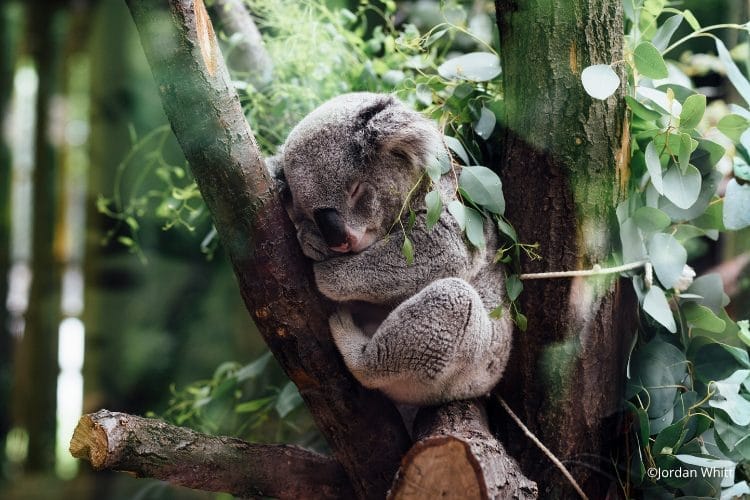 Adotta<br /> un koala