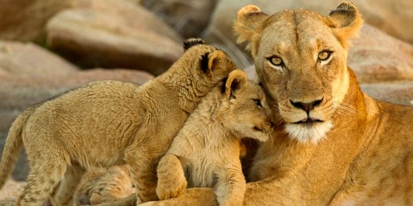 Regala l'adozione di un leone