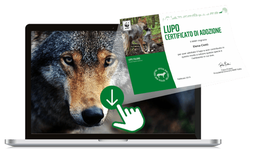 Welcome Kit Digitale