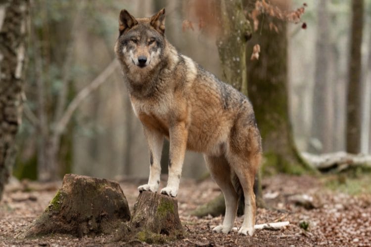 Adotta <br />un lupo