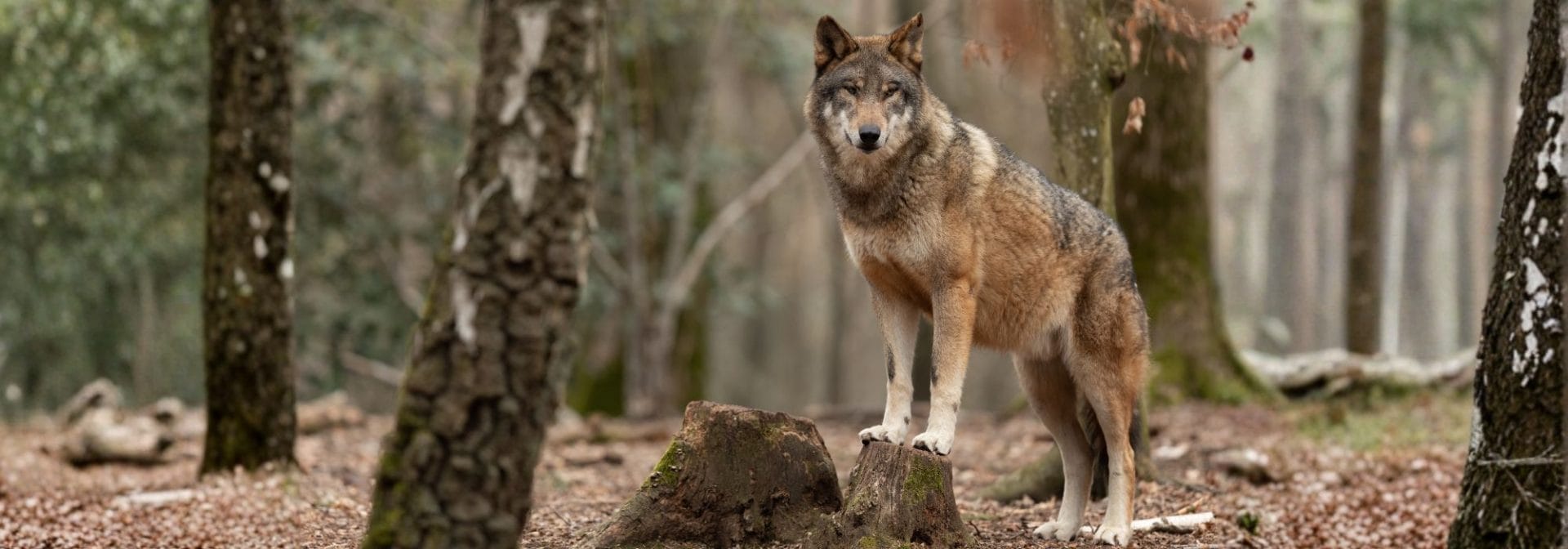 Adotta <br />un lupo