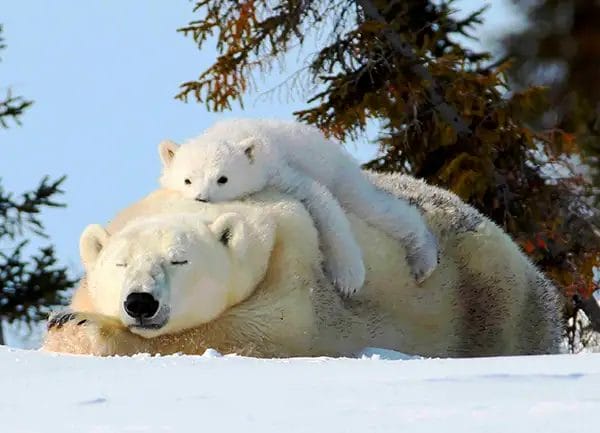 Cosa faremo grazie alla tua adozione
