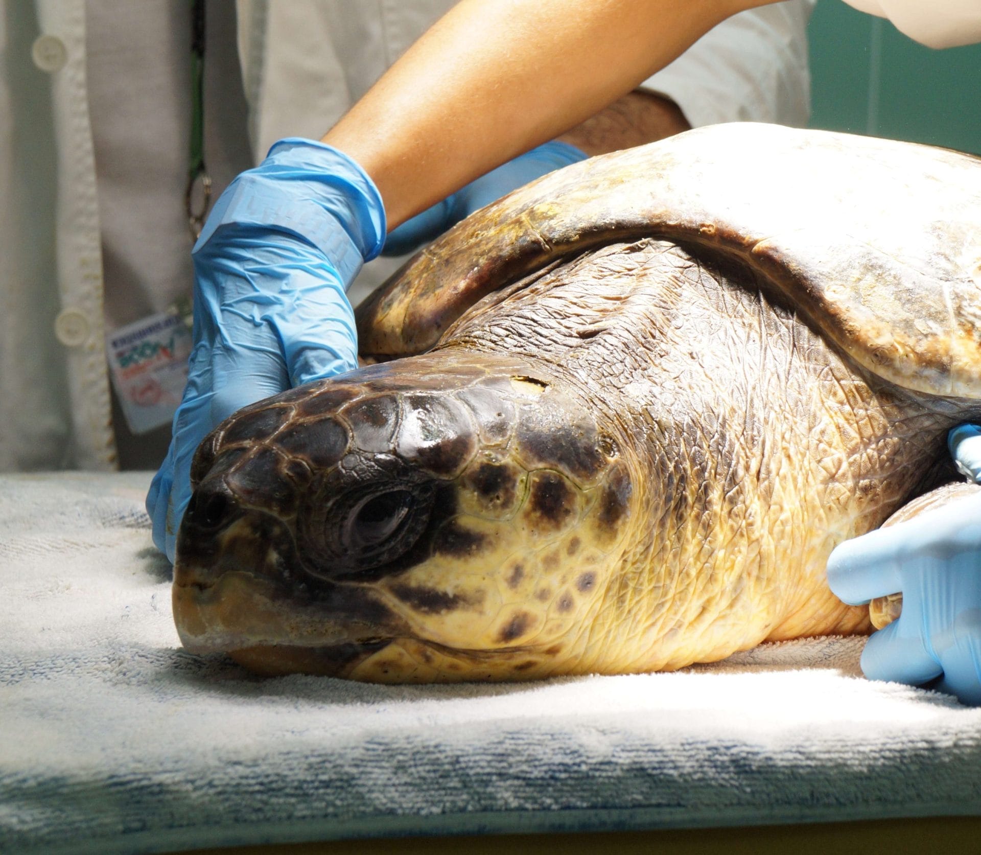 Cosa faremo grazie alla tua adozione